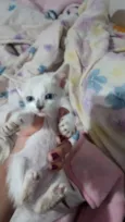 Pequeno 