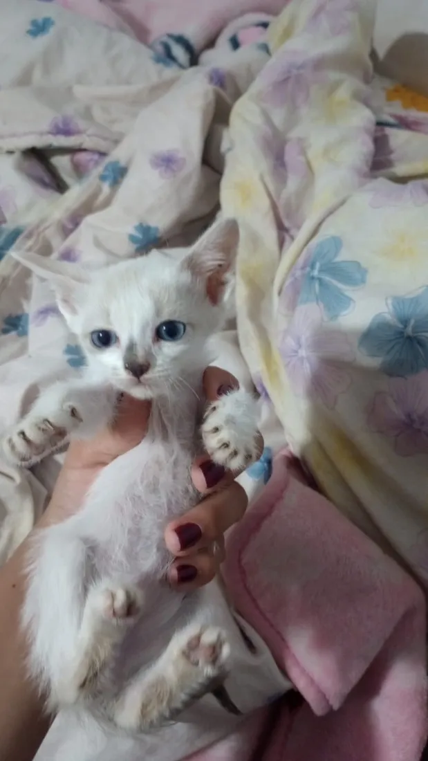 Gato raça SRD-ViraLata idade Abaixo de 2 meses nome Pequeno 