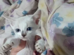 Gato raça SRD-ViraLata idade Abaixo de 2 meses nome Pequeno 