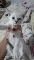 Fofo