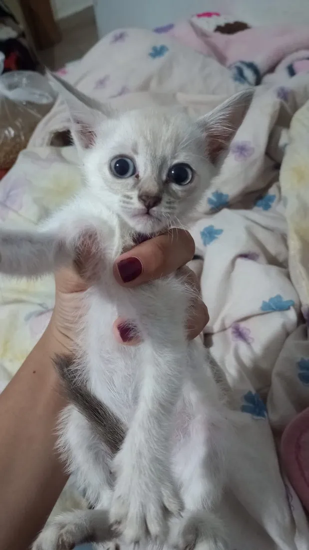 Gato raça SRD-ViraLata idade Abaixo de 2 meses nome Fofo