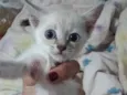 Fofo
