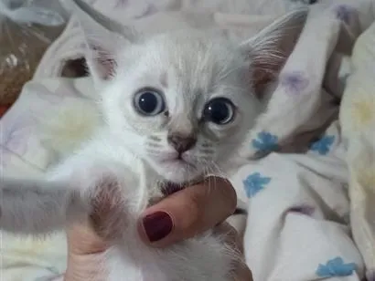 Gato raça SRD-ViraLata idade Abaixo de 2 meses nome Fofo