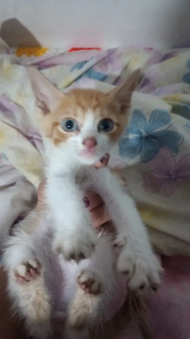 Gato raça SRD-ViraLata idade Abaixo de 2 meses nome Amarelo 