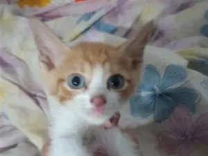 Gato raça SRD-ViraLata idade Abaixo de 2 meses nome Amarelo 