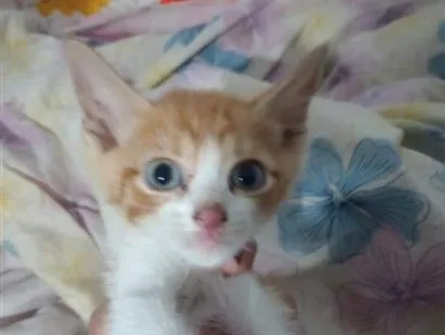 Gato raça SRD-ViraLata idade Abaixo de 2 meses nome Amarelo 