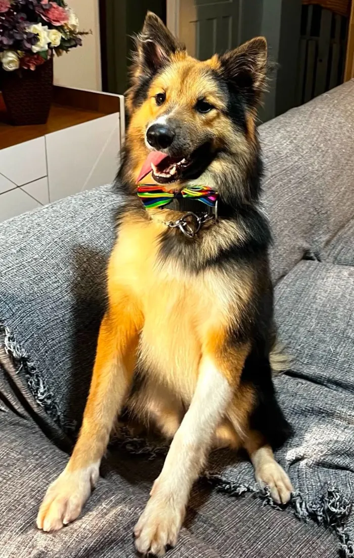 Cachorro raça SRD-ViraLata idade 7 a 11 meses nome Sansão 