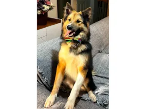 Cachorro raça SRD-ViraLata idade 7 a 11 meses nome Sansão 