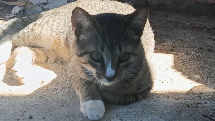 Gato raça SRD-ViraLata idade 2 a 6 meses nome Babi