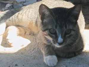 Gato raça SRD-ViraLata idade 2 a 6 meses nome Babi