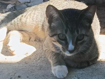 Gato raça SRD-ViraLata idade 2 a 6 meses nome Babi