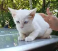 Billi