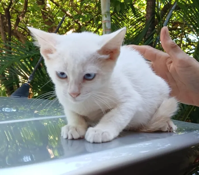 Gato raça SRD-ViraLata idade 2 a 6 meses nome Billi
