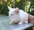 Billi