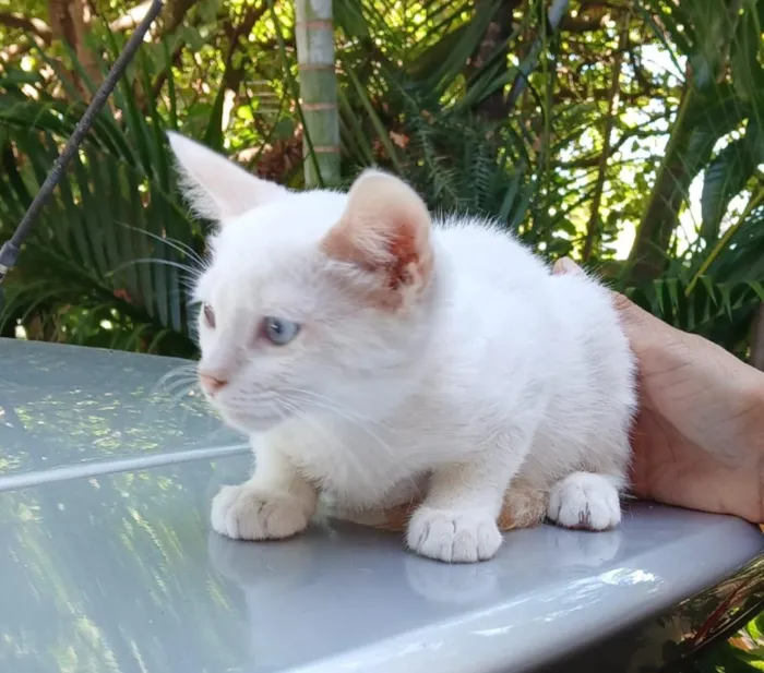 Gato raça SRD-ViraLata idade 2 a 6 meses nome Billi