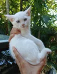 Billi