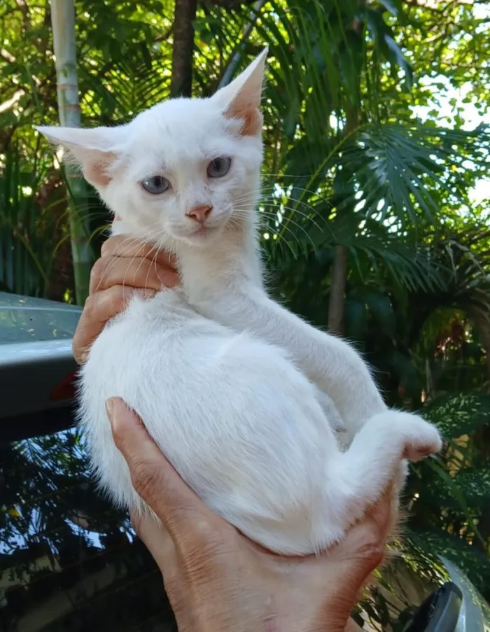 Gato raça SRD-ViraLata idade 2 a 6 meses nome Billi