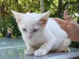 Billi