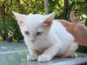 Gato raça SRD-ViraLata idade 2 a 6 meses nome Billi