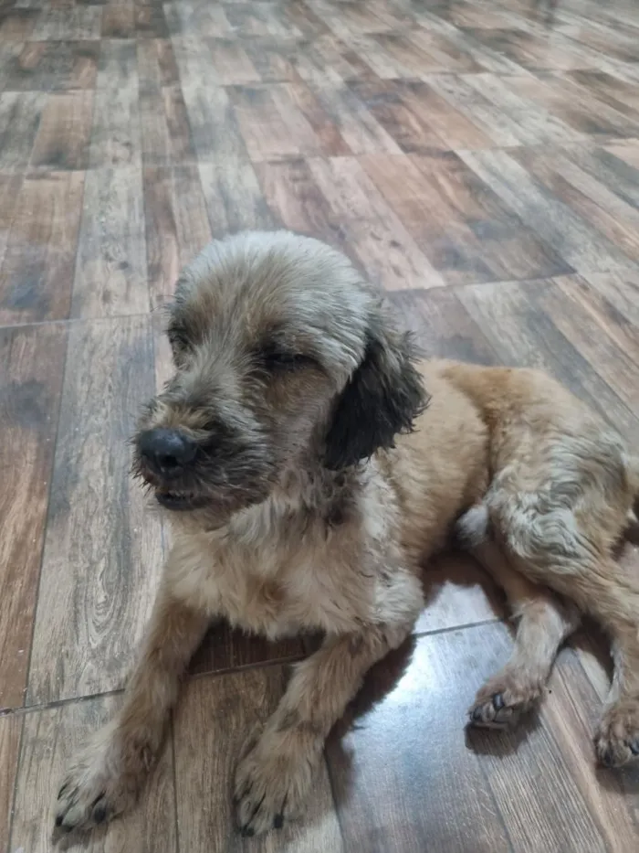 Cachorro raça SRD-ViraLata idade 6 ou mais anos nome não tem nome 