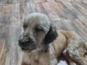 Cachorro raça SRD-ViraLata idade 6 ou mais anos nome não tem nome 