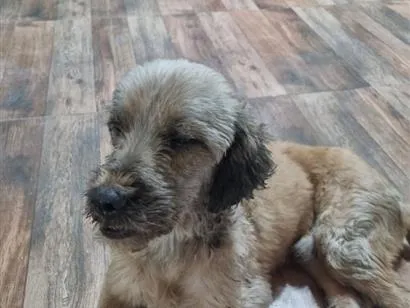 Cachorro raça SRD-ViraLata idade 6 ou mais anos nome não tem nome 