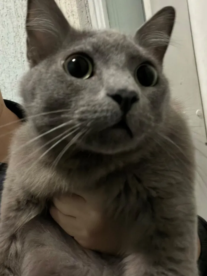 Gato raça SRD-ViraLata idade 7 a 11 meses nome Quem sou eu?
