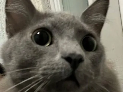 Gato raça SRD-ViraLata idade 7 a 11 meses nome Quem sou eu?