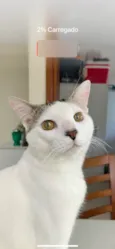 Draco