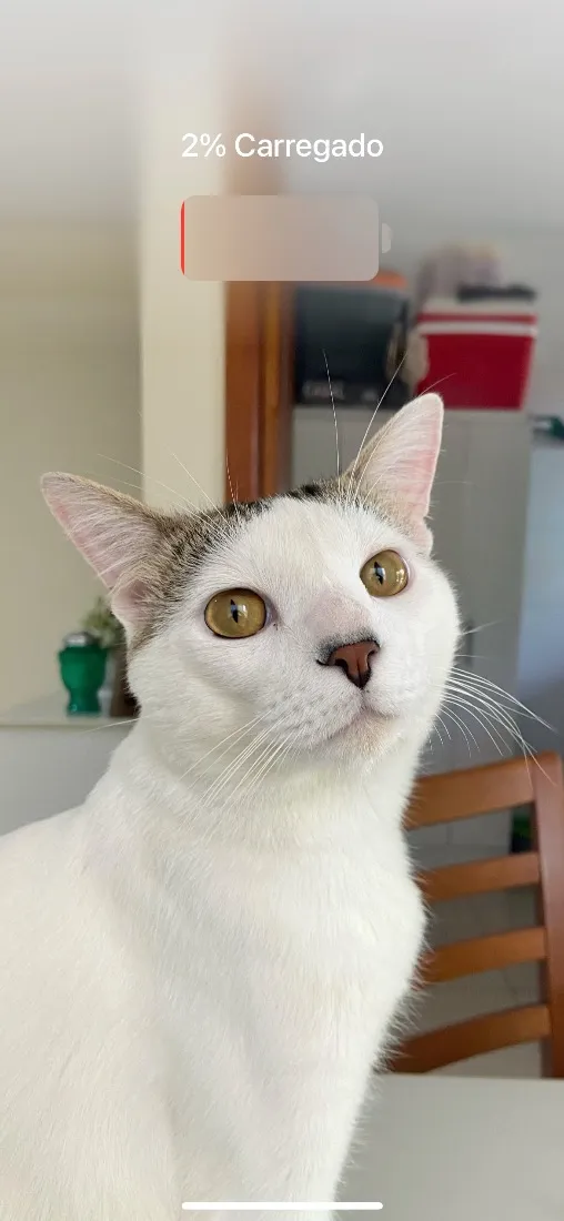 Gato raça SRD-ViraLata idade 2 anos nome Draco