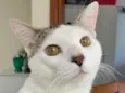 Draco