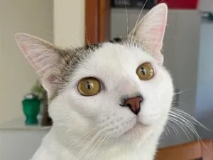 Gato raça SRD-ViraLata idade 2 anos nome Draco