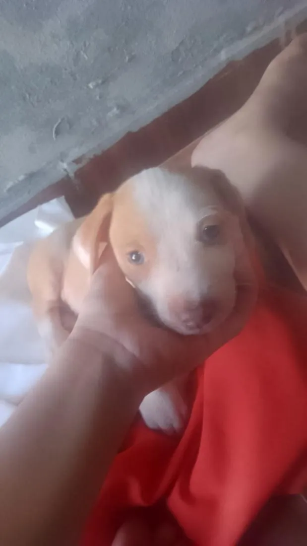 Cachorro raça SRD-ViraLata idade Abaixo de 2 meses nome pandora 