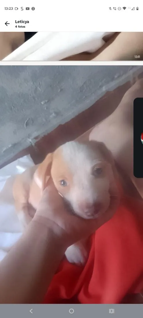 Cachorro raça SRD-ViraLata idade Abaixo de 2 meses nome pandora 