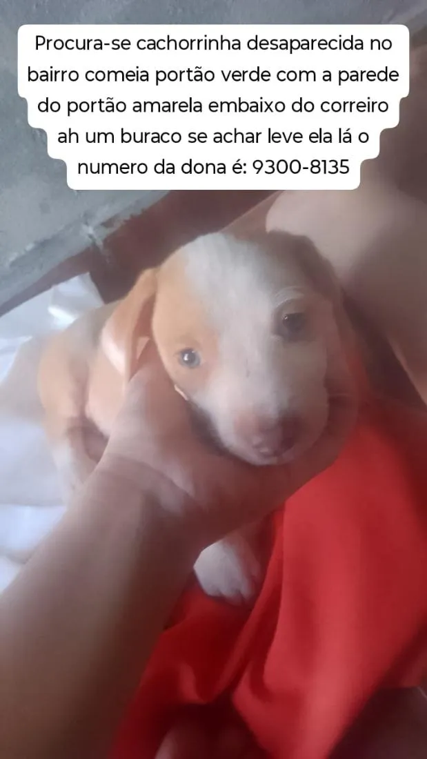 Cachorro raça SRD-ViraLata idade Abaixo de 2 meses nome pandora 