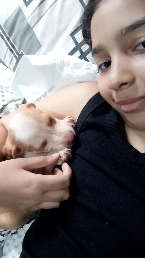 Cachorro raça SRD-ViraLata idade Abaixo de 2 meses nome pandora 