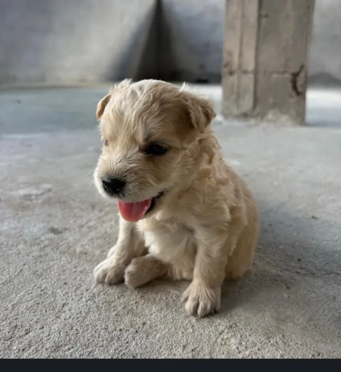 Cachorro raça Labrador idade Abaixo de 2 meses nome Nina