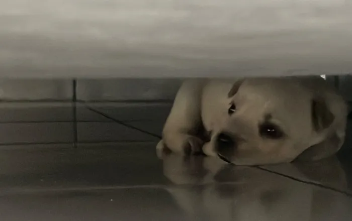 Cachorro raça Labrador idade Abaixo de 2 meses nome Nina
