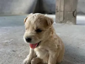 Cachorro raça Labrador idade Abaixo de 2 meses nome Nina