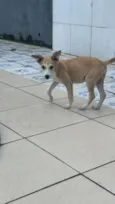 Lola