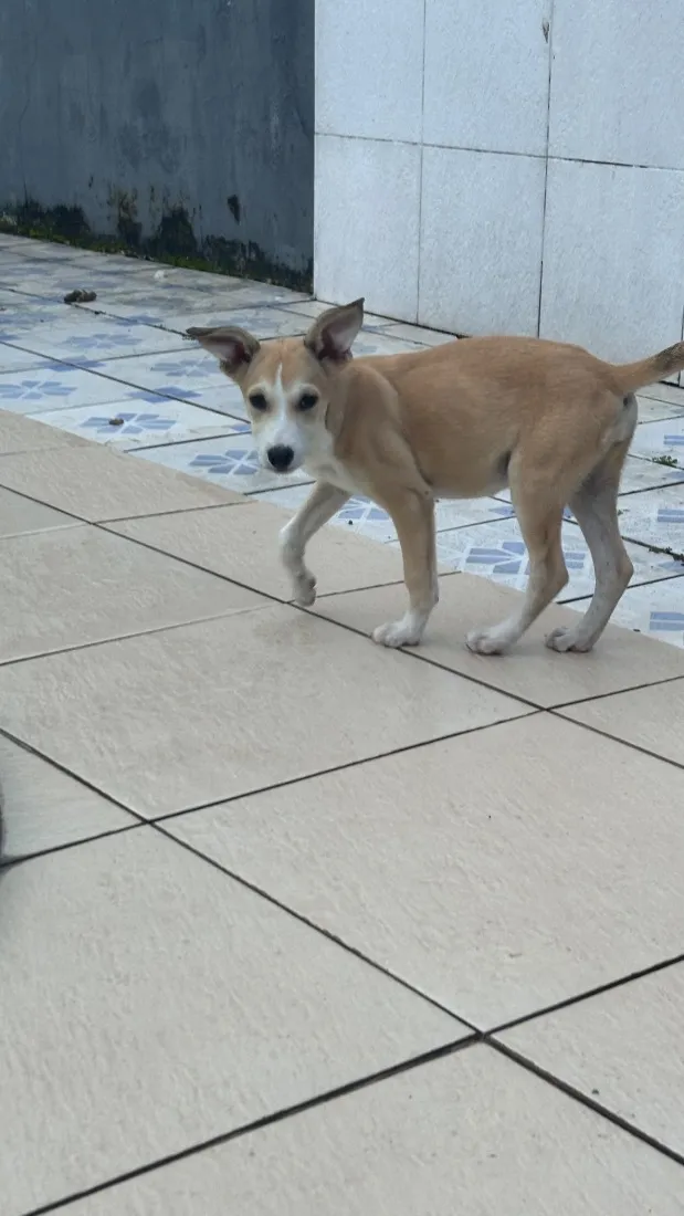 Cachorro raça SRD-ViraLata idade 2 a 6 meses nome Lola