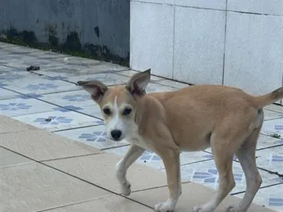Cachorro raça SRD-ViraLata idade 2 a 6 meses nome Lola