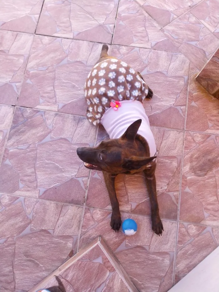 Cachorro raça SRD-ViraLata idade 7 a 11 meses nome Greta