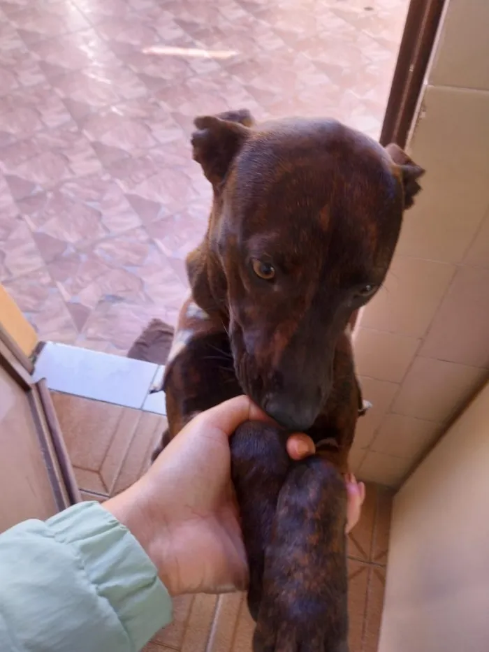 Cachorro raça SRD-ViraLata idade 7 a 11 meses nome Greta