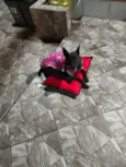 Greta