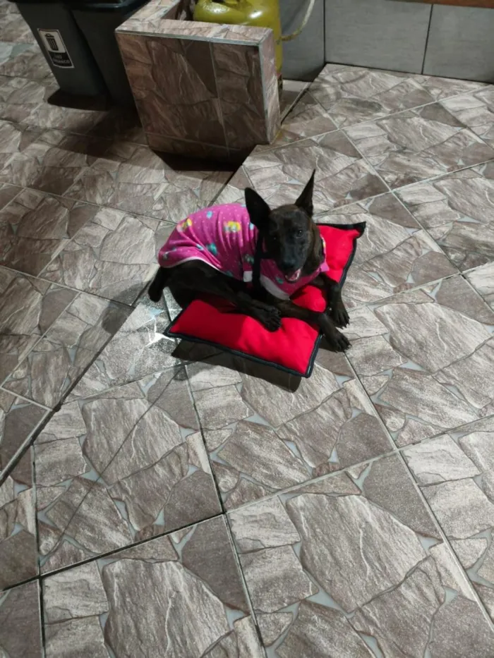 Cachorro raça SRD-ViraLata idade 7 a 11 meses nome Greta