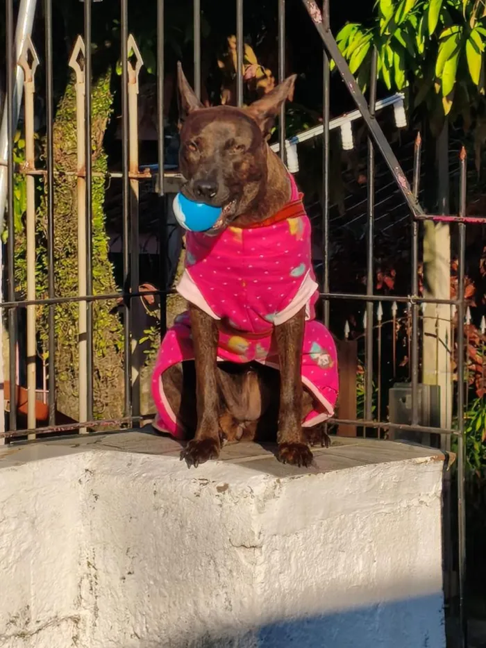 Cachorro raça SRD-ViraLata idade 7 a 11 meses nome Greta