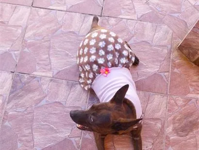 Cachorro raça SRD-ViraLata idade 7 a 11 meses nome Greta