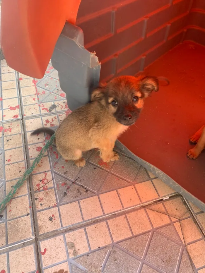 Cachorro raça SRD-ViraLata idade 2 a 6 meses nome Neném 