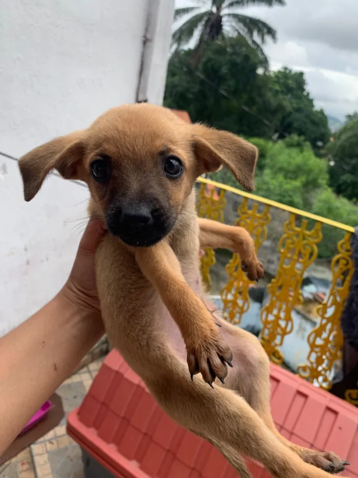 Cachorro raça SRD-ViraLata idade 2 a 6 meses nome Neném 
